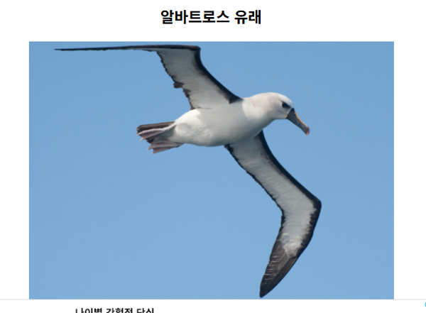 알바트로스처럼 멋지게 날아보자 이미지