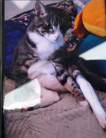 고양이 이미지